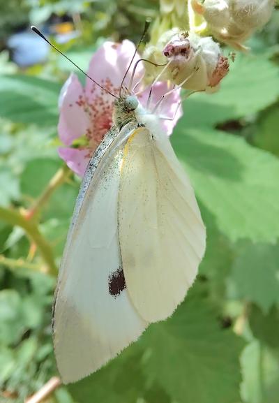 Cabbage white butterfly on a bramble flower.