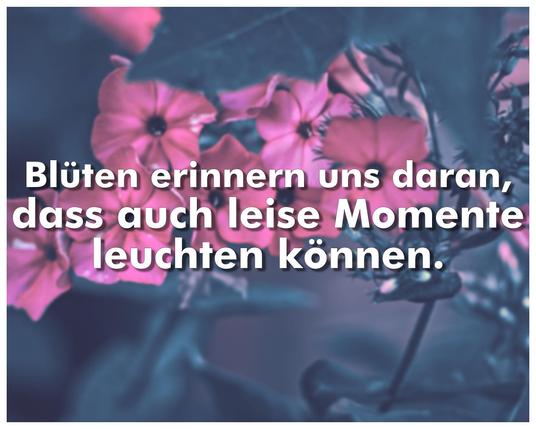 Romantische Blumenaufnahme von pinkem Phlox, sanft verschwommen im Hintergrund,mit weißem Inspirationsspruch.