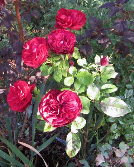 Nahaufnahme der Rosenblüten. Die dunkelroten Blütenblätter sind stark ineinander verdreht.

Close-up of the roses. The dark red petals are strongly twisted into each other.