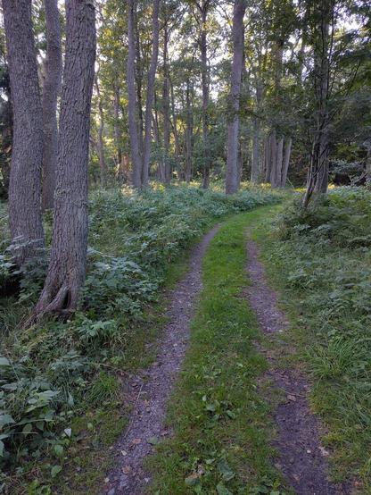 Driveable path in a forest