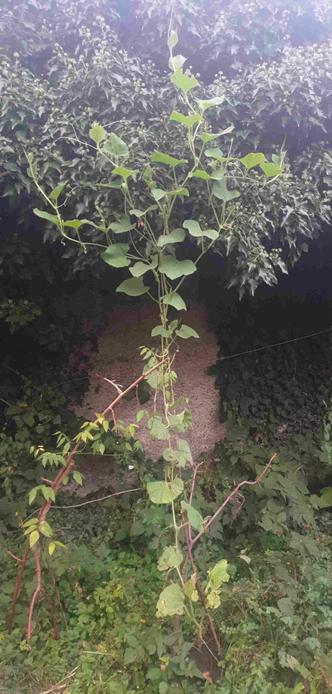 Plant de gourde en train de grimper sur du lierre.
Se ramifie au moment de la rencontre avec le lierre, un peu en chandelier.
Une glycine tubéreuse tente péniblement de monter sur la gourde.