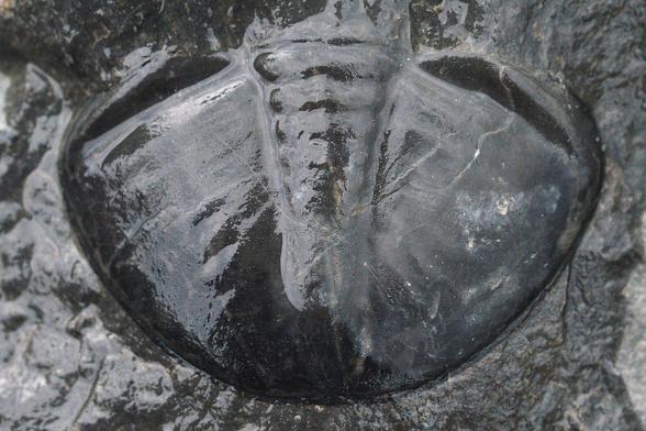 A photo of a fossil of a crab like animal.