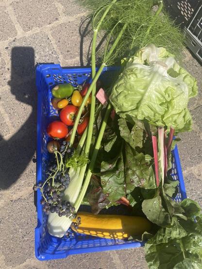 Blaue Kiste mit Fenchel, bunten Tomaten, gelber Zucchini, einem grünen Salatkopf, buntem Mangold, einer kleinen grünen Paprika und kleinen blauen Weintrauben