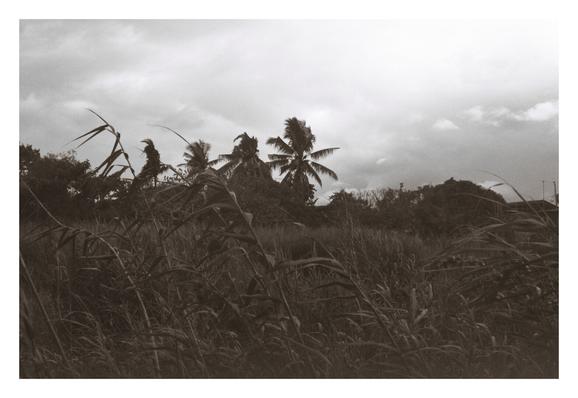 Tall wild grasses fill the foreground, while a line of silhouetted palm trees stands against a cloudy, overcast sky in the background.