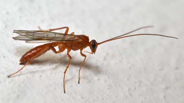 A photo of an orange wasp viewed from the side on a white wall.