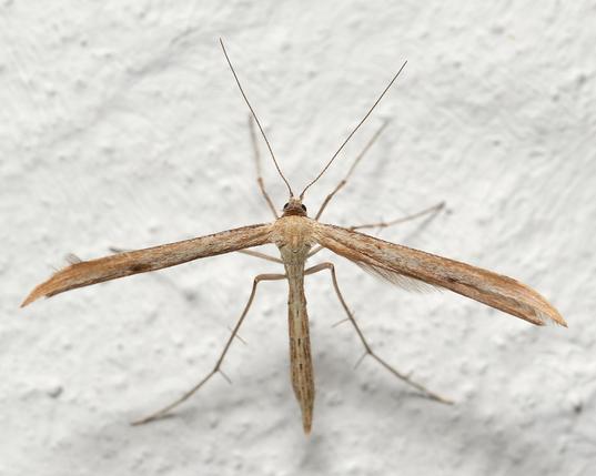 A photo of a plume moth on a white wall.