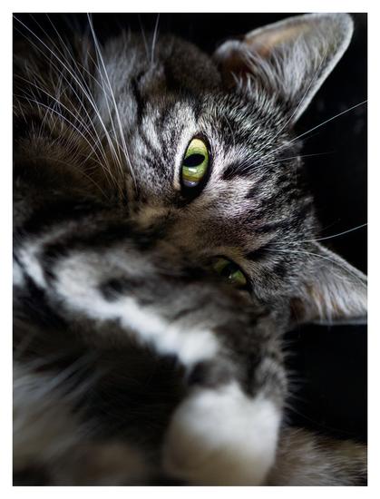 En stående bild på mestadels huvudet på katten Sonja som ligger på rygg med sina gulgröna ögon öppna. Ljuset faller främst på hennes högra öga och tassarna skymmer andra delen av ansiktet.