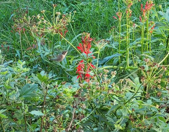 A tangle of plants but the highlight is a flying hummingbird arched to approach the red trumpet-shaped cardinal flower blooms. The bird looks brownish-gray in the picture. The wings are almost invisible, too fast for the phone camera.
