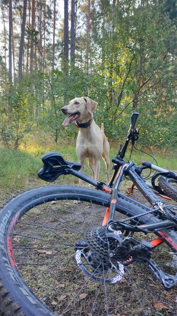 Blonder Hund steht auf einem Weg in einem Kiefernforst. Vor ihm am Biden liegt ein MTB, im Hintergrund scheint die Morgensonne durch die Bäume.