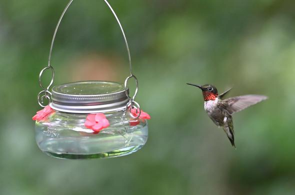 Our lone male ruby throated hummingbird hovers next to "his" nectar feeder. Lately, he has been wasting a lot of energy chasing his progeny away from that feeder. The hummingbirds are all fattening up, getting ready for the big fly south.
