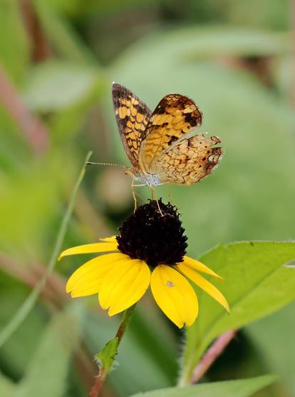 A tiny orange and brown pearl crescent butterfly stands on the raised center of a brown eyed Susan (or some kind of yellow petaled Rudbeckia), with its wings lifted.