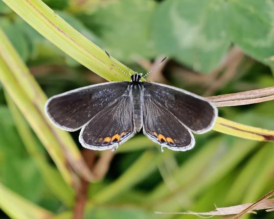 This is a tiny butterfly with its wings fully open. You rarely see them like this. This one is dark in color with tiny "tails" on its hindwing, so it is a female short tailed blue butterfly. We saw dozens of them as we walked thru the meadow.