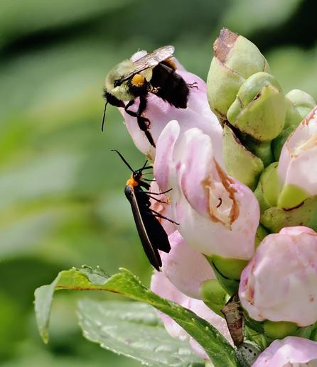 The big pink turtlehead flowers are finally blooming and they attract a lot of insects. A yellow collared scape moth (bottom) and a bumblebee with nice pollen baskets (top) were crawling over the flowers, trying to find the opening to get to the nectar.