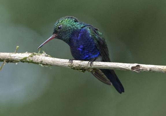 An extremely flashy hummingbird sits puffed and tensed to look down from the branch where he perches. His bill is mostly pinkish red. His whole head is bright green. But most striking of all are his vivid violet underparts. This is the fiesty male Violet-bellied Hummingbird on the prowl for his next battle. Photo by Peachfront. Canopy Tower, Panama.