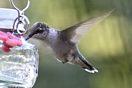 Hummingbird at the feeder.