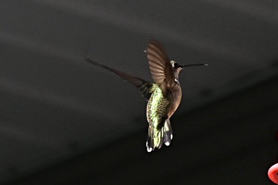 Hummingbird