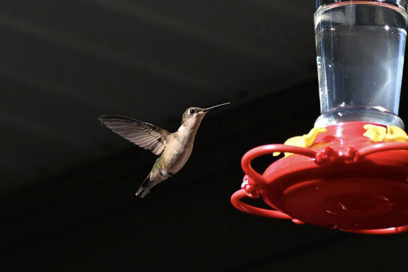 Hummingbird at a feeder