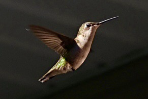 Hummingbird in flight