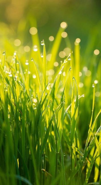 Von der Sonne beschienenes Gras mit morgendlichen Tautropfen
Quelle: Phichitchai Chusaengsri, Pinterest