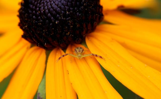 Macro photograph of a crab spider on an open yellow coneflower, with a very black centre and deep yellow petals. The spider is greenish and has red stripes on its legs and body. It is standing on one petal close to the centre and faces the camera in the middle of the picture, waiting for a prey, but looking as if fiercely defending its flower from an intruder. The background is green, visible only through some petals.