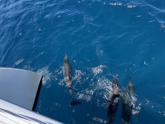 Four dolphins swim in deep blue waters off the front of a large catamaran boat. Visible to the left is one of the floats of the boat