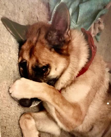A German Shepherd mix, lies on a carpet, resting one paw over his snoot, partially hiding its face. The dog has a reddish-brown coat and a red bandana.