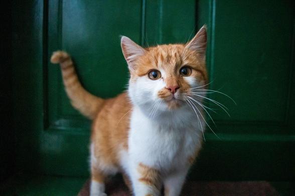 A curious orange and white cat standing in front of a dark green door, looking directly at the camera.