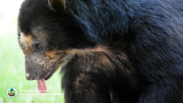 Spectacled Bears are the original peace-loving Paddington Bear 🐻🌳✨🌟☮️ in #Venezuela 🇻🇪 #Colombia 🇨🇴 #Peru 🇵🇪 #Ecuador 🇪🇨 Threatened by #agriculture #mining and hunting - fight for them and #Boycottpalmoil #Boycott4Wildlife @palmoildetect.bsky.social https://palmoildetectives.com/2022/10/23/spectacled-bear-tremarctos-ornatus/?utm_source=mastodon&utm_medium=Palm+Oil+Detectives&utm_campaign=publer