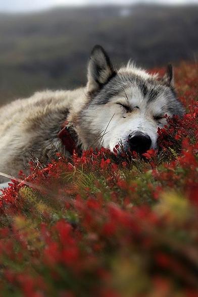 A picture of a wolf.