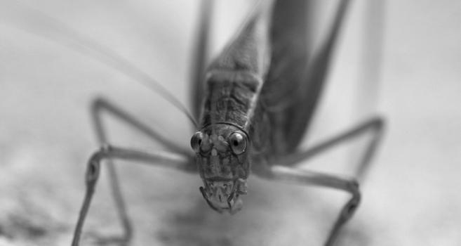 Macro photograph in black and white of the face of a grasshopper, looking a little surprise to have its picture taken. The insect seems to have crooked eyes with long antennas between them, and an open "mouth" with mandibles on each side. What looks like a mouth is in fact the junction between two of its face parts, the real mouth being below the mandibles. The rest of its body and six legs are blurred behind.
