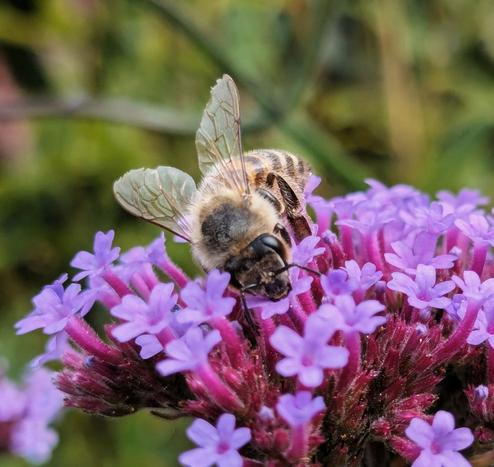 Bienchen auf arg. Eisenkraut zeigt Flügel am Freitag