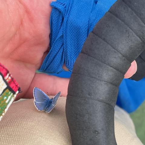 A blue butterfly with black then white lining around the edge of its wings, sitting on khaki linen pants, a hand holding a fabric bag shielding it, a part of a black bicycle handlebar to the right. Obviously the image is taken in a rush!