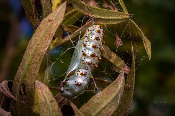 A close-up macro photograph of a metallic, iridescent chrysalis suspended among brown and green leaves, held in place by fine silk threads. The chrysalis is pearlescent with shiny gold and black spots, giving it a jewel-like appearance.