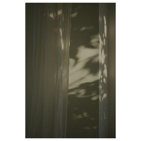 Neben einem Fenster, welches auf dem Foto nicht sichtbar ist, hängt eine weiße Gardine vor einer grün-grauen Wand. Eine nicht im Bild sichtbare Pflanze wirft ihre Schatten auf die Wand, welche im Kampf mit der abendlichen Sonne eine Art Camouflage Muster auf die Wand werfen.