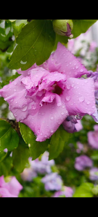 Eine lilane Blüte einer Hibiscus syriacus mit Regentropfen darauf.