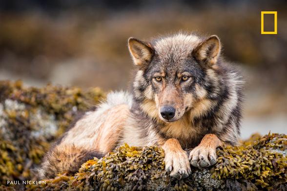 Coastal wolves, like this one spotted on the coast of British Columbia, Canada, are also called sea wolves and are known to be excellent swimmers.