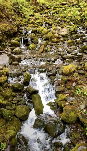 A serene stream flows over moss-covered rocks in a lush, green forest. The water cascades gently, surrounded by vibrant foliage and various stones, creating a tranquil natural scene.