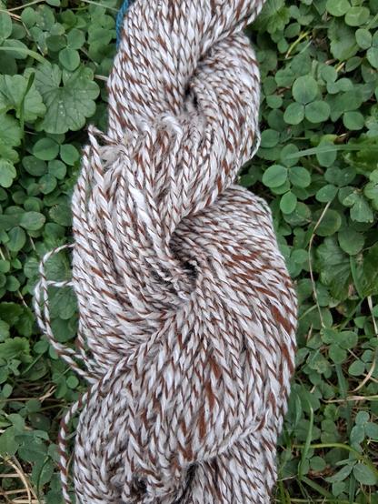 A skein of yarn against a clover background. It has three strands of white and one of cinnamon brown. Upon closer inspection, you can see there are two dull white strands, which are wool, and one bright what strand, which is Angora. The brown is Alpaca.