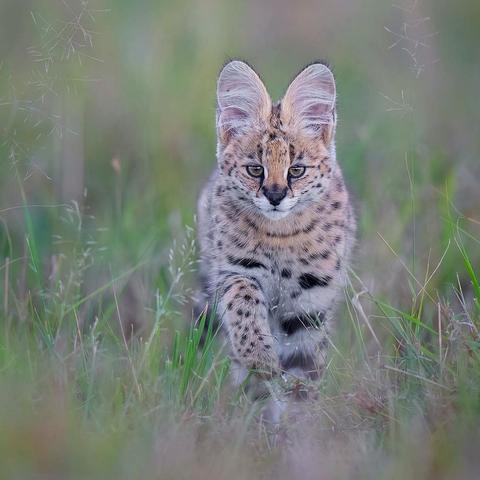 serval cat walking towards camera
