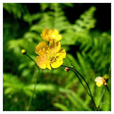 Kleine gelbe Blume gegen unscharfes Grün von Farn und Gräsern. Die Blüte hat einen zierlichen Stängel und fünf goldgelbe Kronblätter, auch Nektarblätter genannt. Durch Öltropfen in der äußersten Oberhaut glänzen die Nektarblätter auf ihrer Innenseite wie Lack. Im Hintergrund sind weitere Butterblumenblüten und -knospen sichtbar.
  🇬🇧  Small yellow flower against the blurred green of ferns and grasses. The flower has a delicate stem and five golden yellow petals, also known as nectar petals. They shine like varnish on their inside due to drops of oil in the outermost epidermis. Other buttercup flowers and buds are visible in the background.