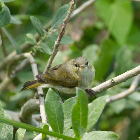 Ein Zilpzalp oder Weidenlaubsänger (Phylloscopus collybita) steht auf einem Zweig und schaut den Betrachter mit beiden Augen an.
Zilpzalpe sind kleine, kompakte und kurzflügelige Laubsänger mit recht großem Kopf und ohne auffallende Zeichnungen. Die Körperlänge beträgt 10–12 Zentimeter. Die Geschlechter unterscheiden sich äußerlich und bezüglich des Gewichts nicht, Männchen sind jedoch etwas langflügeliger als Weibchen.
Die Oberseite ist graubräunlich grün, der Bürzel ist häufig etwas heller grün. Kehle, Unterseite des Rumpfes und Unterschwanzdecken sind schmutzig weiß mit individuell sehr variablen Anteilen von Gelb und Beige auf Kehle und Brust. Vor allem im Herbst sind die Flanken häufig beigebraun überhaucht. Schwungfedern und Steuerfedern sind graubraun, die Säume der Außenfahnen sind schmal gelbgrün gesäumt. Ein gelblicher Überaugenstreif ist vor dem Auge deutlich, hinter dem Auge meist nur undeutlich ausgeprägt. Der dunkle Augenstreif teilt den hellen Augenring durchgehend in eine untere und eine obere Hälfte. Der Bereich unterhalb der Augen und die Ohrdecken sind recht dunkel, so daß der untere Teil des hellen Augenrings dazu deutlich kontrastiert. Der kurze und feine Schnabel ist an der Basis und an den Seiten meist wenig auffallend hell orange, im Übrigen dunkel hornfarben. Die Beine sind meist dunkelbraun oder grauschwarz, selten heller braun.