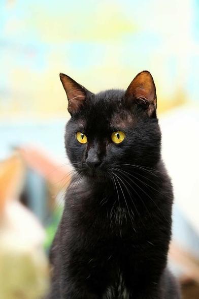 Foto einer schwarzen Katze mit gelben Augen, die aufrecht da sitzt und nach vorne schaut. Der Hintergrund ist verschwommen.