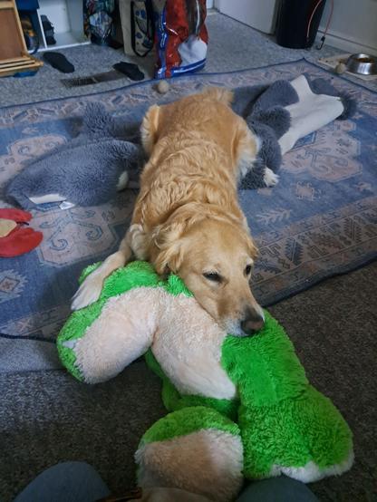 A golden retriever rests with her head on a big green & white stuffed animal.