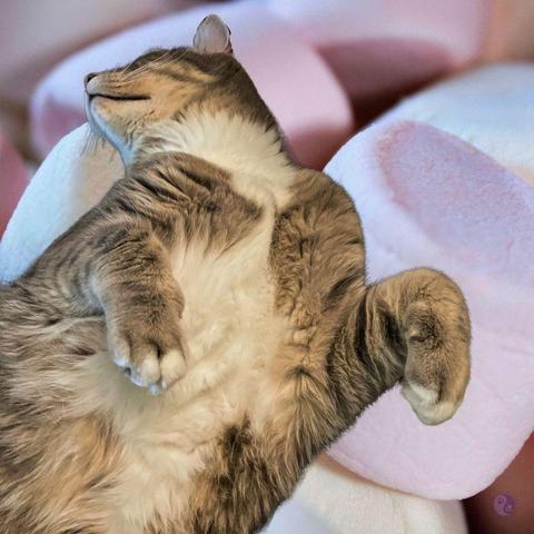 Against the background of pink and white marshmallows on a pink plate, ' the body of a large, gray tabby cat lies on his back, sprawling and relaxed. He has white fur from his nose to far down his torso, while his front paws are held in front of him, with white toes like he has been dipping them in whipped cream.
