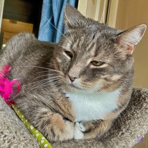 A large and muscular gray tabby  with a white underside from his nose on down is lying on his belly in a beige carpet cat trough, has his white tipped paws tucked under his chest and a calm, half-lidded expression in his golden eyes, has a green wand with a pink feather toy along side him, illustrating The Cat Who Isn't Any Trouble.