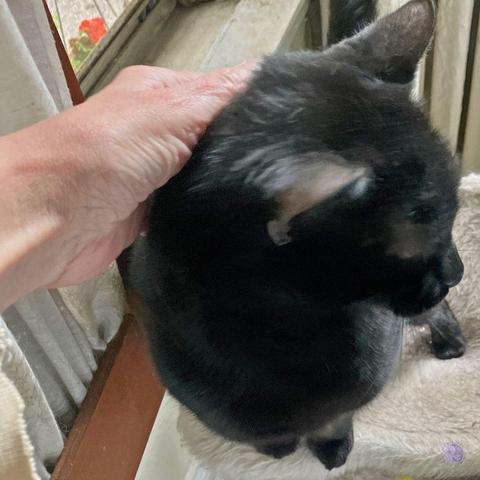 A person's pale hand reaches into the frame to stroke the back of the neck of an all black cat. Who is looking away from the hand and off-screen, while behind them, through a window, we can see orange begonia flowers.