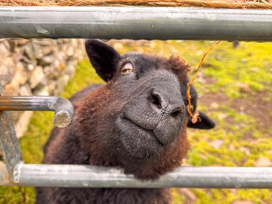 Shetland sheep - Gussie