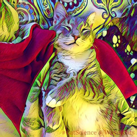 Gray tabby teen cat with abundant white underside is lying on his back on a royal red throw against a patterned paisley bedspread, one paw held over his chest, illustrating Unbreeds: the Cream-Filled Cat