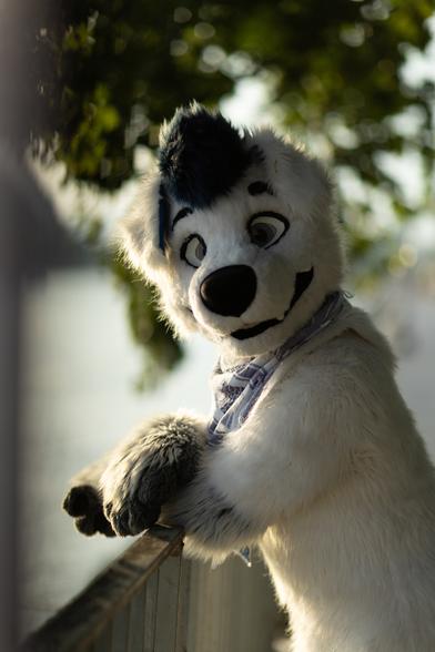 Fursuiter laying on a fence and stare into the camera