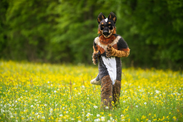 Blue Heeler fursuiter running towards the viewer through a meadow with many blooming flowers.